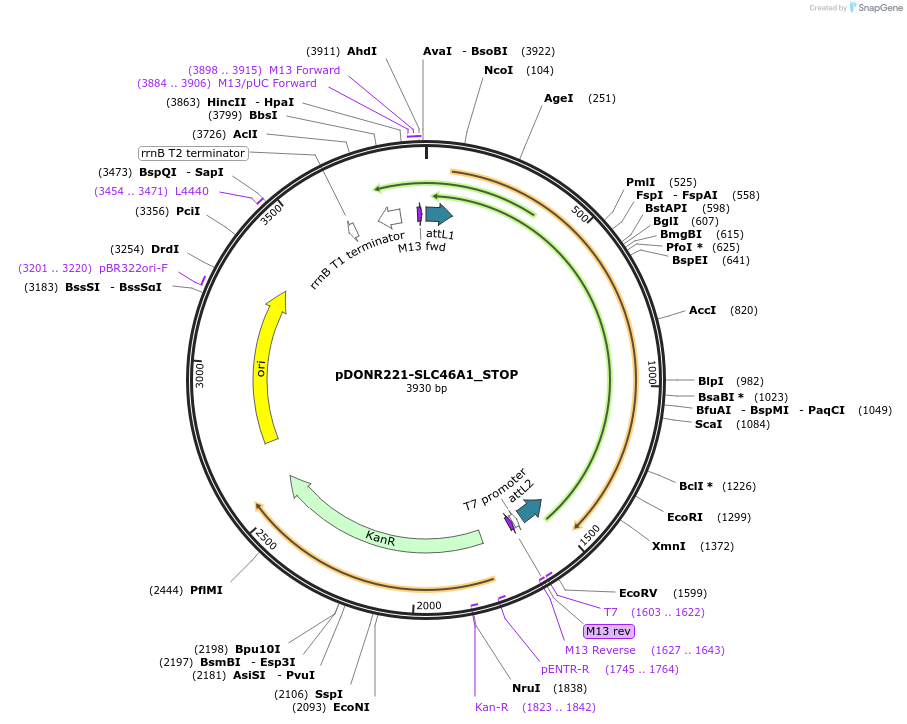 161357-plasmid-map-sequence-id-408926
