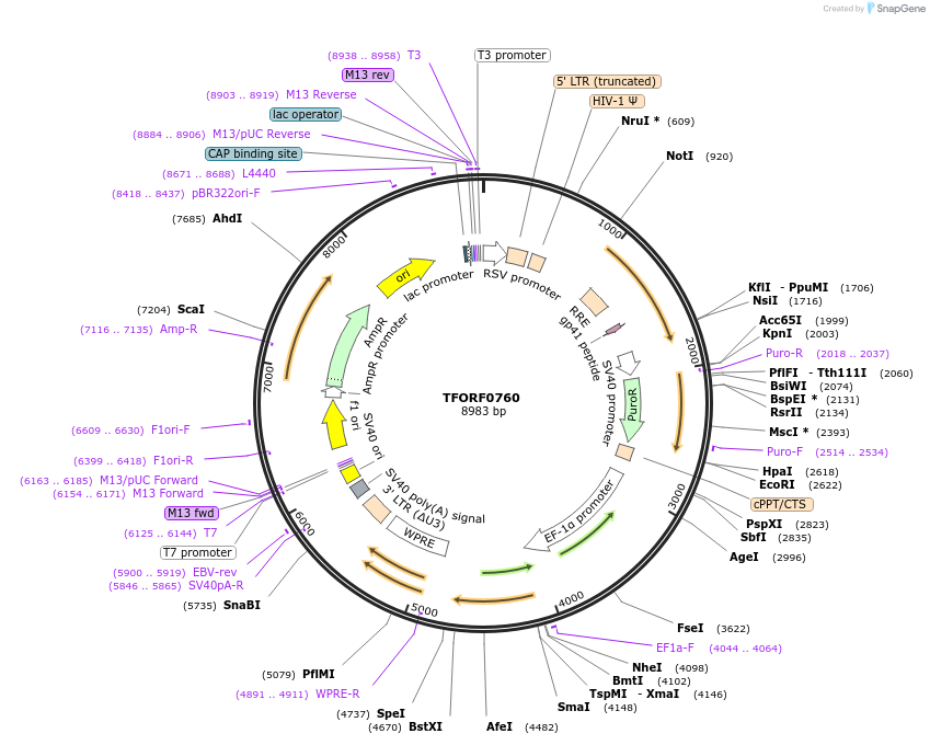 141688-plasmid-map-sequence-id-408927