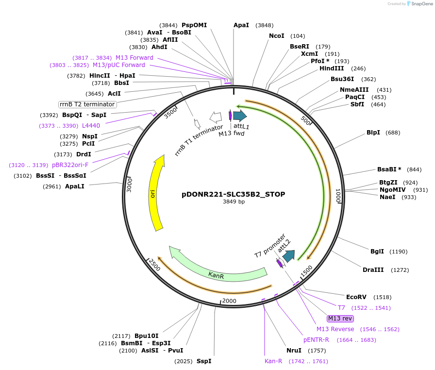 161417-plasmid-map-sequence-id-408928