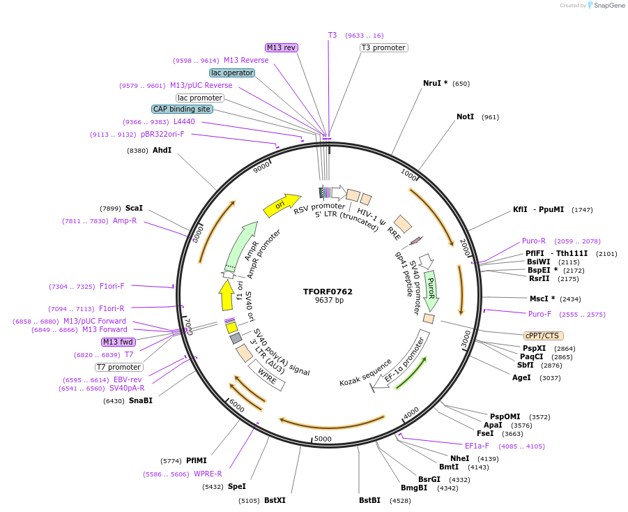 141689-plasmid-map-sequence-id-408929