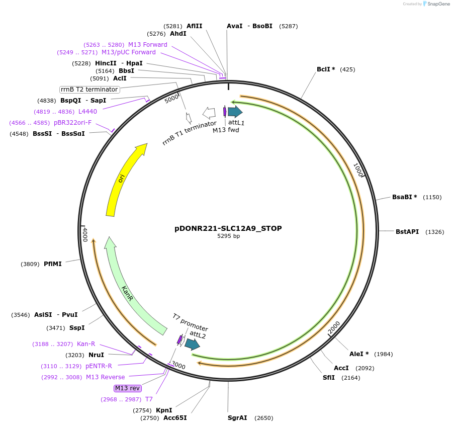 161063-plasmid-map-sequence-id-408930