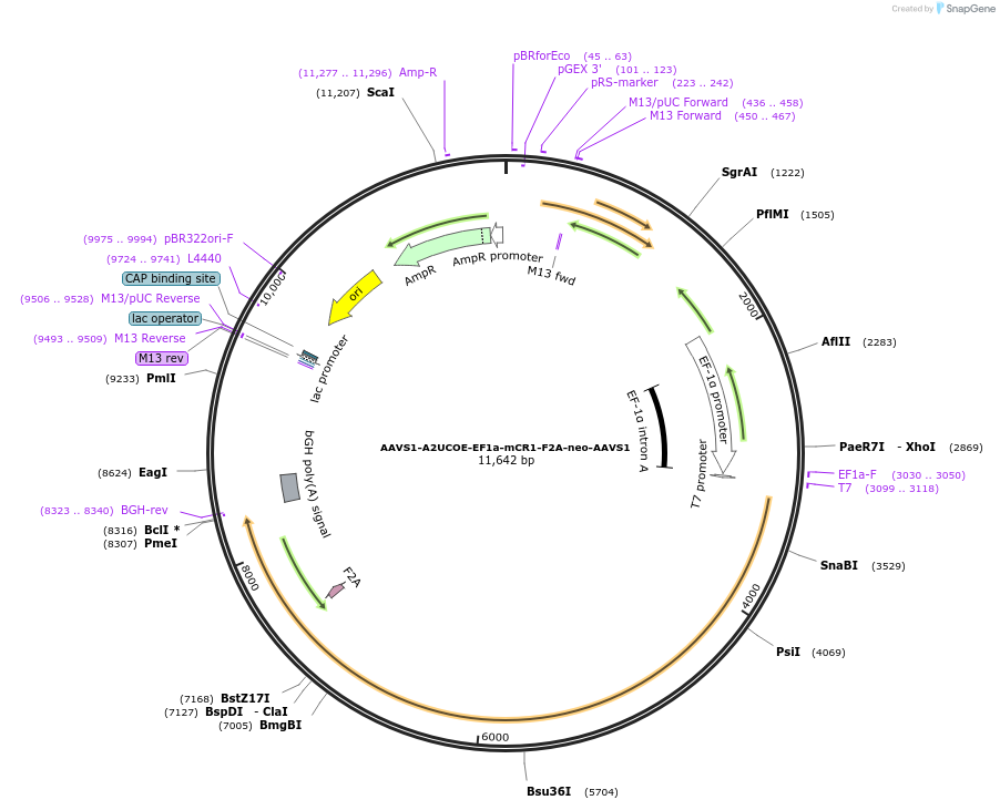 205447-plasmid-map-sequence-id-408938