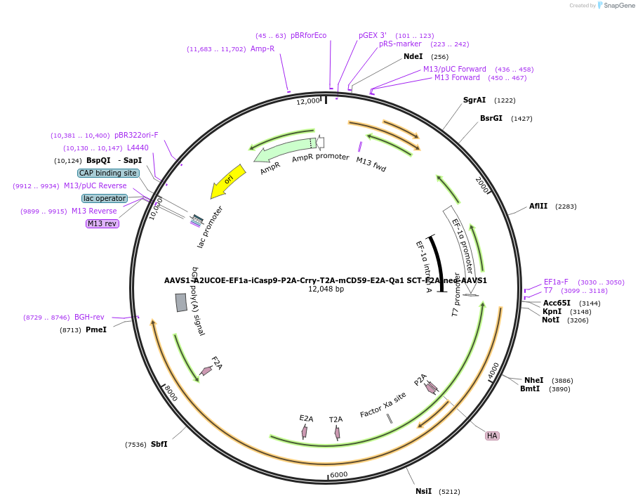 205445-plasmid-map-sequence-id-408940