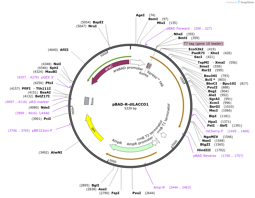 208022-plasmid-map-sequence-id-408948