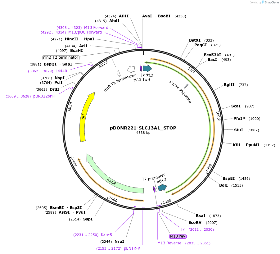 161075-plasmid-map-sequence-id-408949