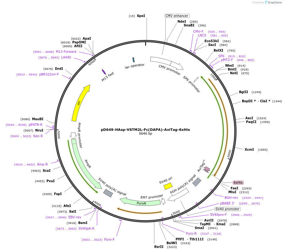 156582-plasmid-map-sequence-id-408950