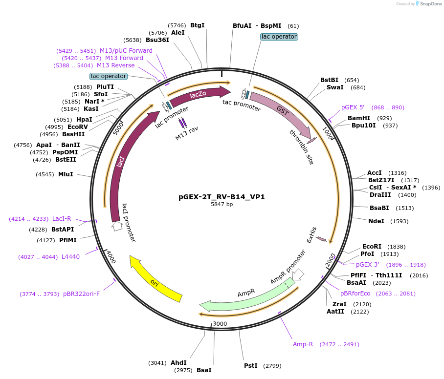 202074-plasmid-map-sequence-id-408951