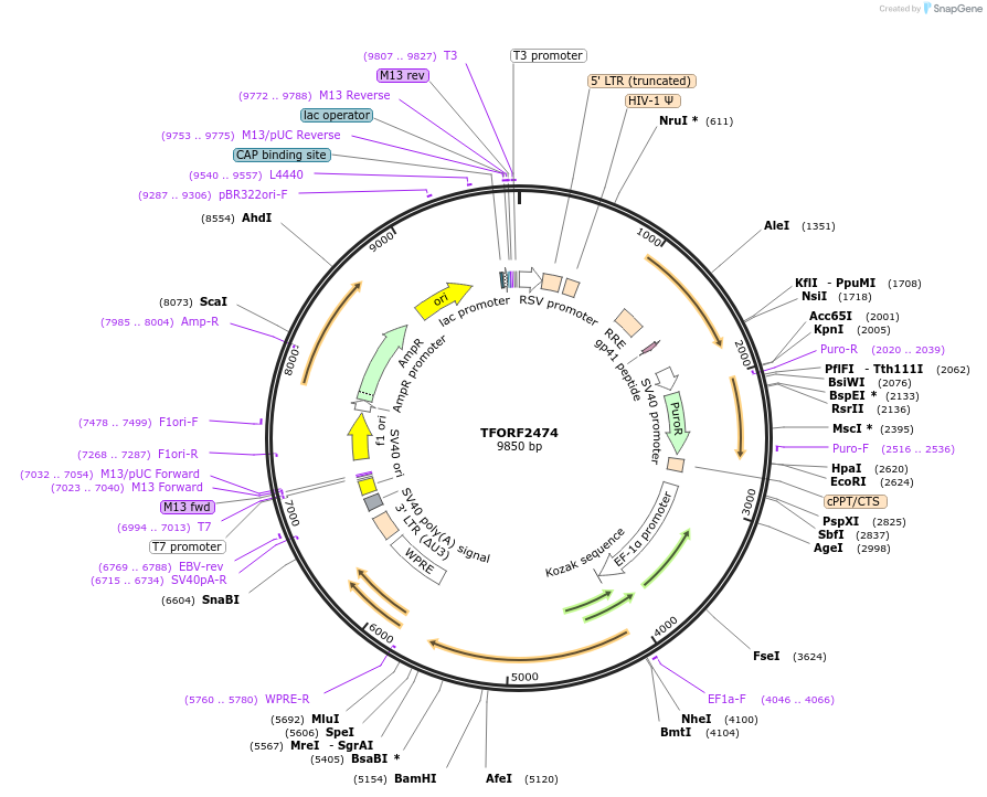 144029-plasmid-map-sequence-id-408964