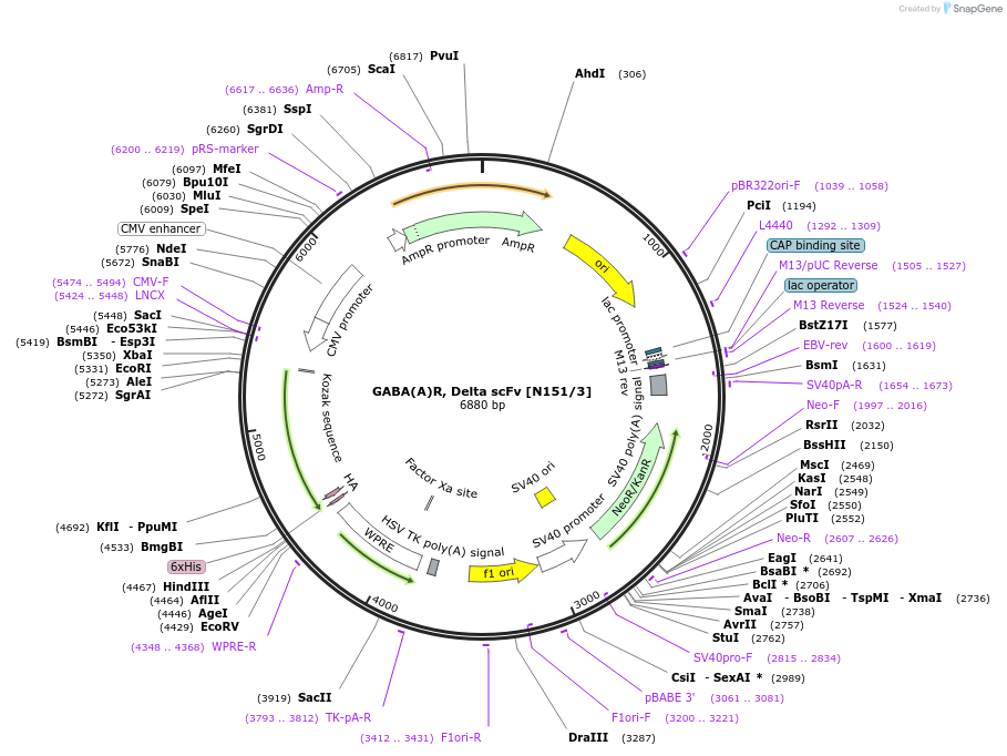 206724-plasmid-map-sequence-id-408969