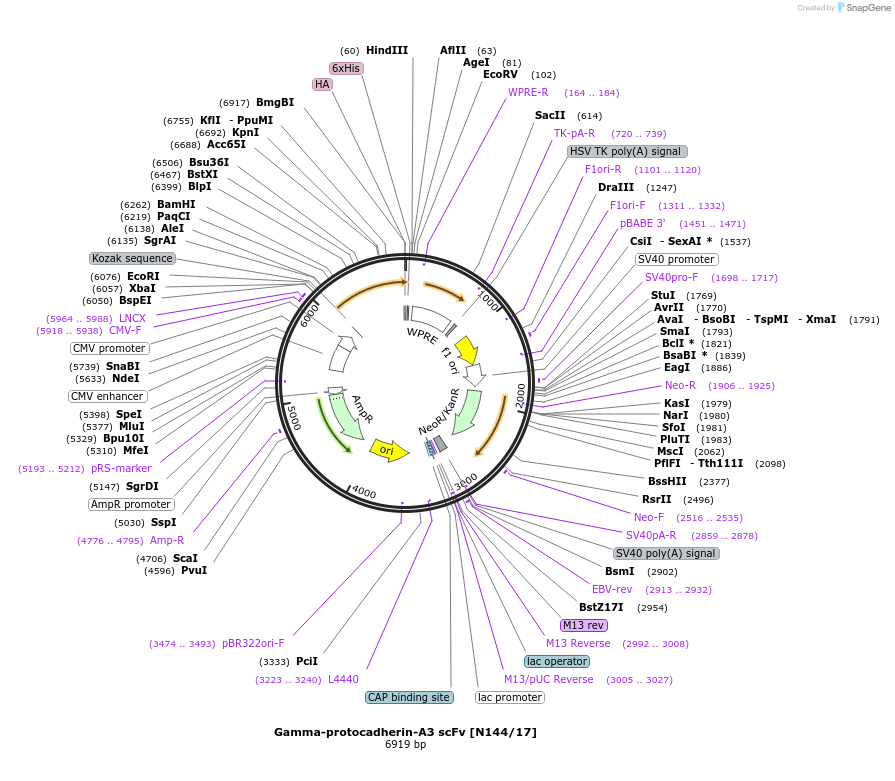 206739-plasmid-map-sequence-id-408970