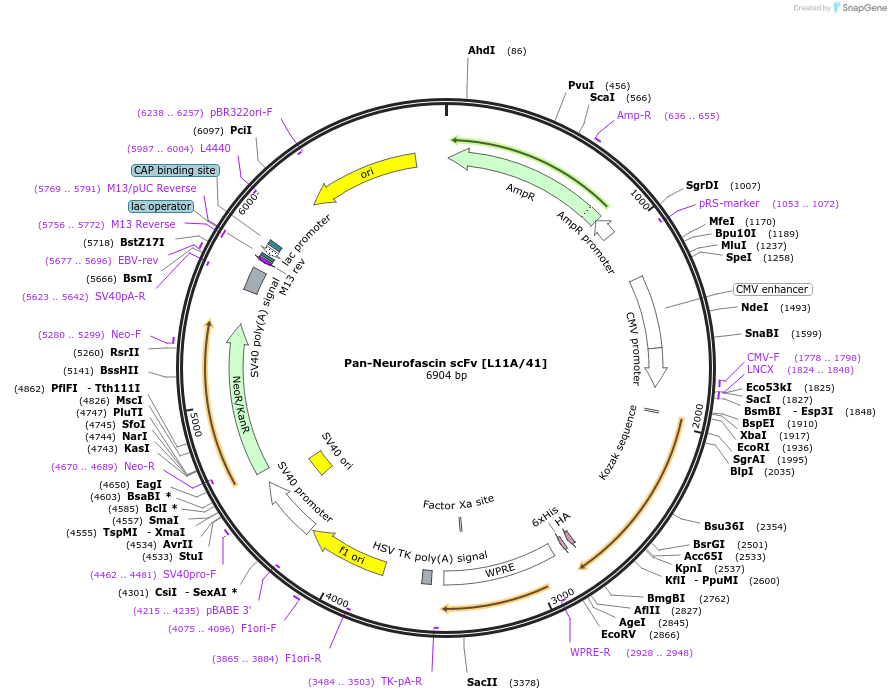 206722-plasmid-map-sequence-id-408971
