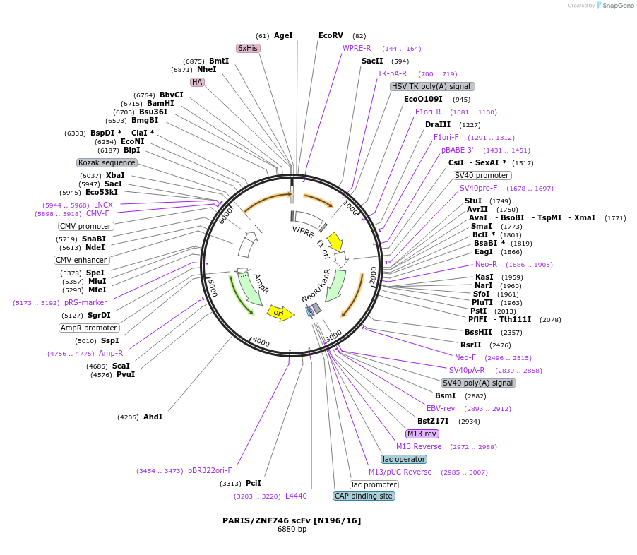 206723-plasmid-map-sequence-id-408972