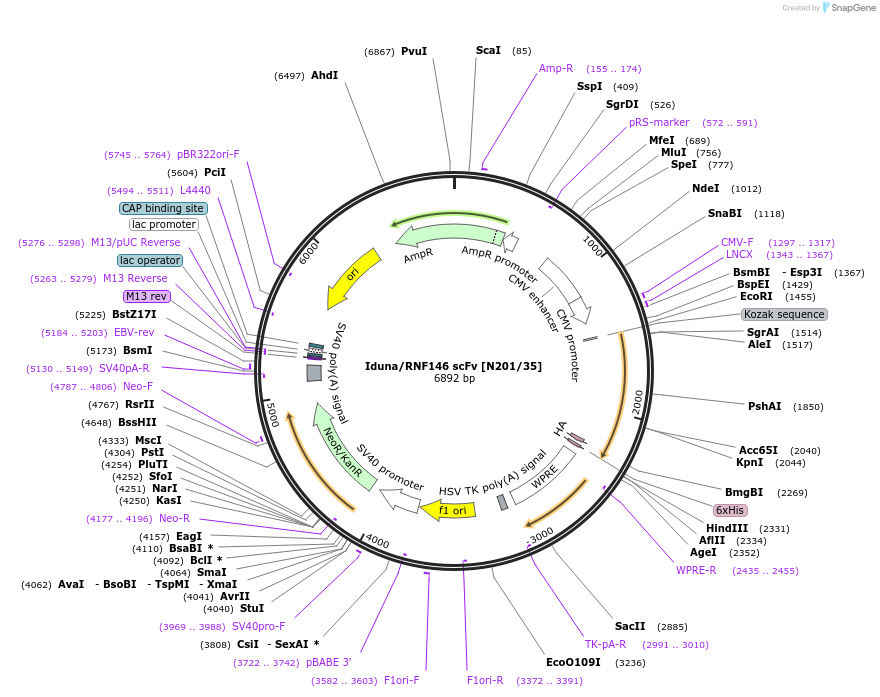 206734-plasmid-map-sequence-id-408976