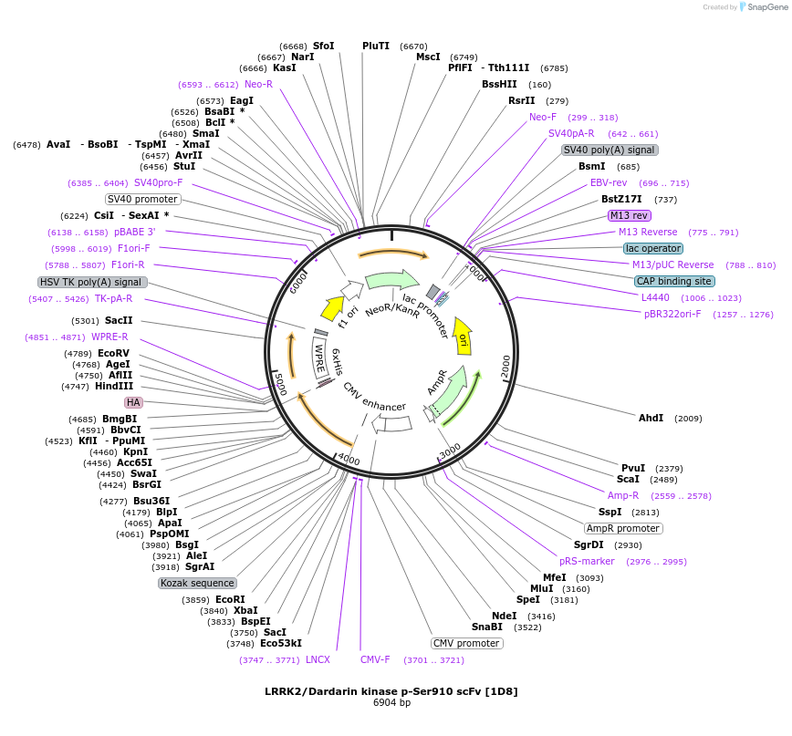 206726-plasmid-map-sequence-id-408977
