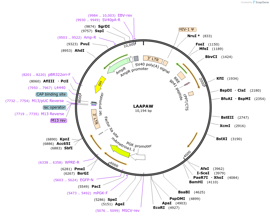 205688-plasmid-map-sequence-id-409023