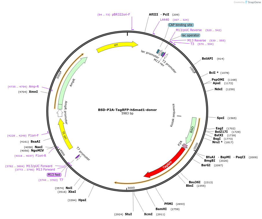 203662-plasmid-map-sequence-id-409027