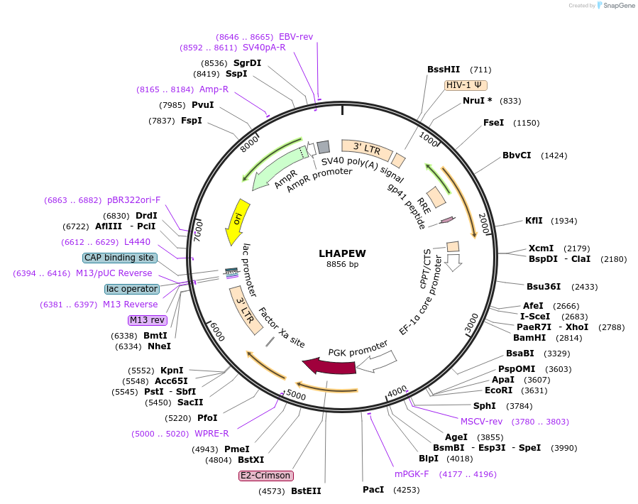 205683-plasmid-map-sequence-id-409028