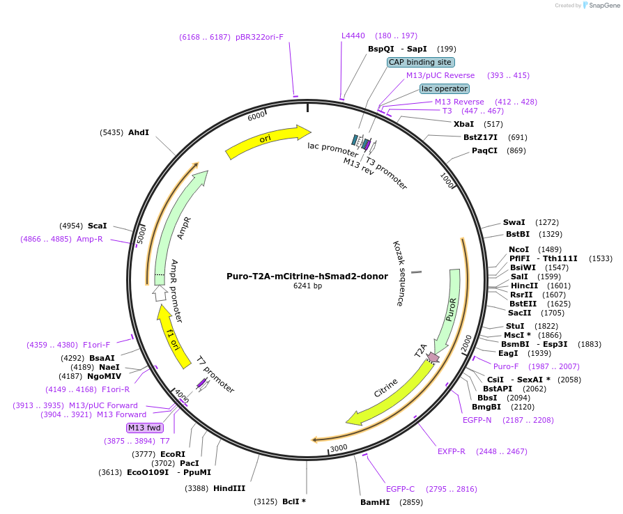 203663-plasmid-map-sequence-id-409029