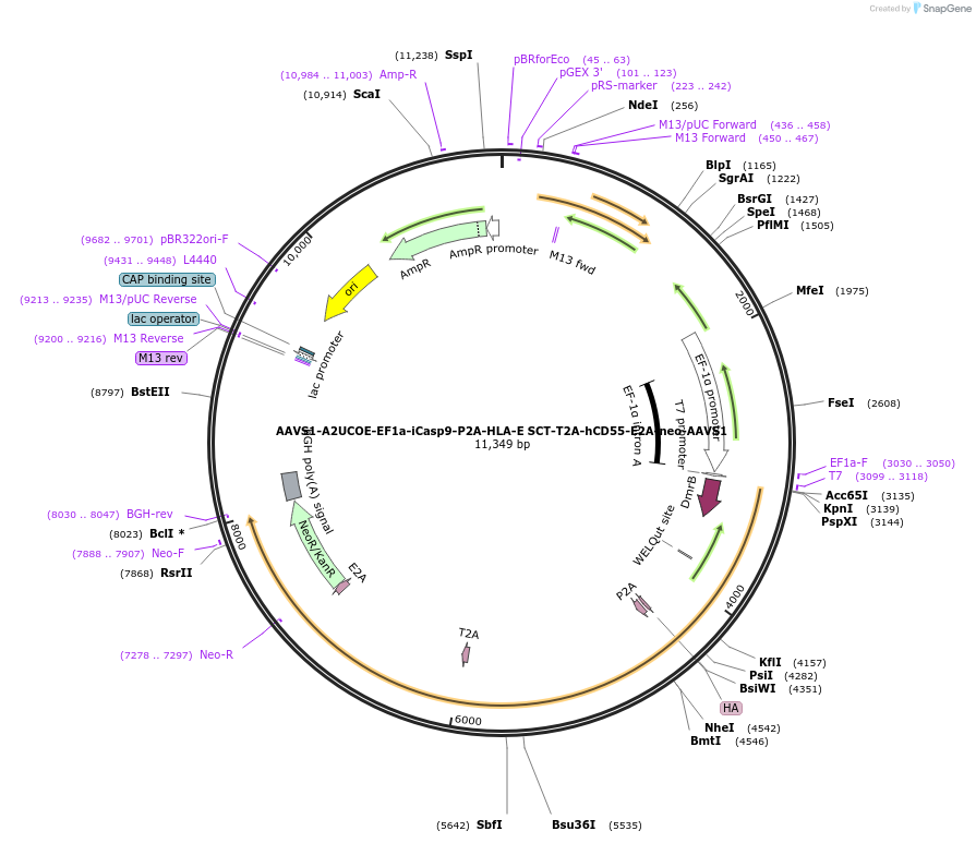 205444-plasmid-map-sequence-id-409031