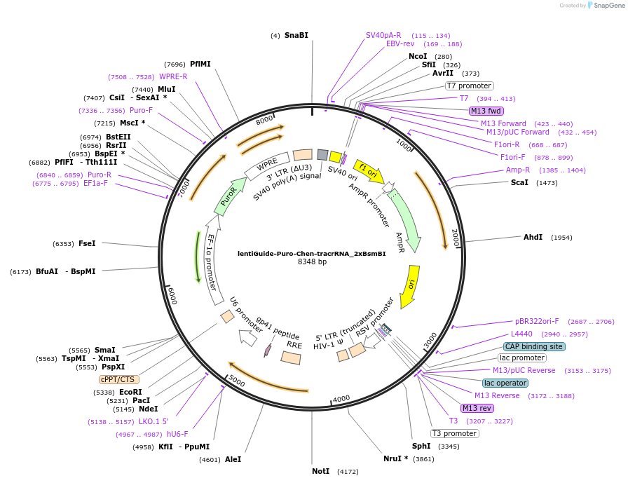 196710-plasmid-map-sequence-id-409039