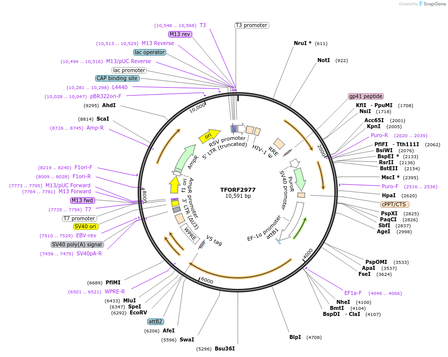 144453-plasmid-map-sequence-id-409058