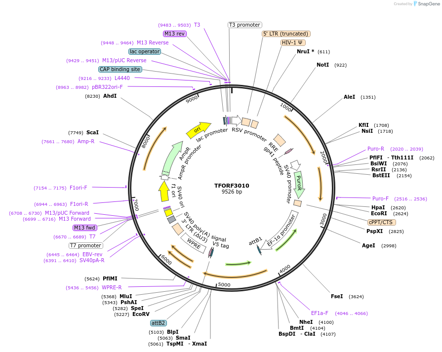 144486-plasmid-map-sequence-id-409061
