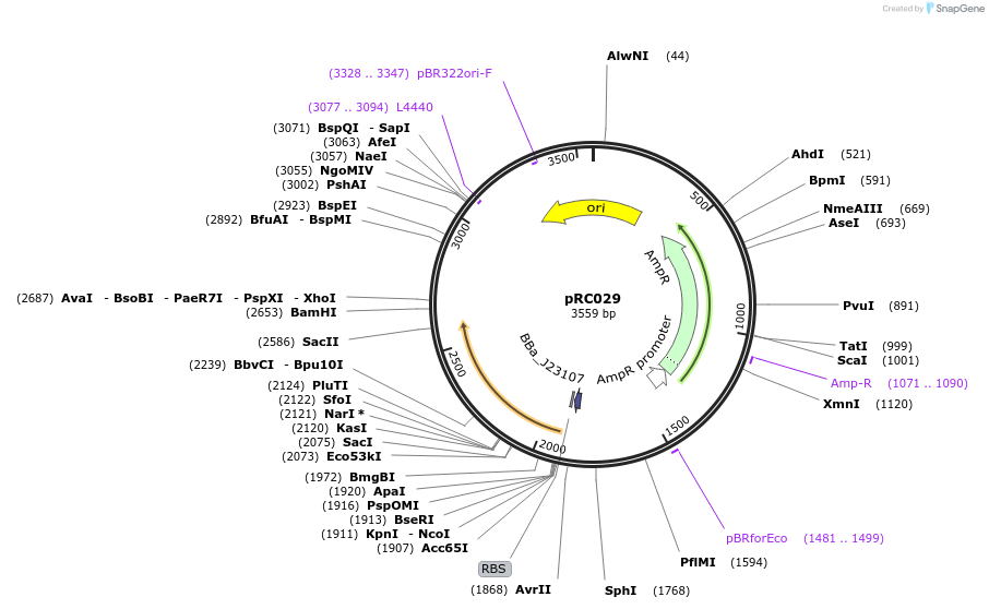 206793-plasmid-map-sequence-id-409066