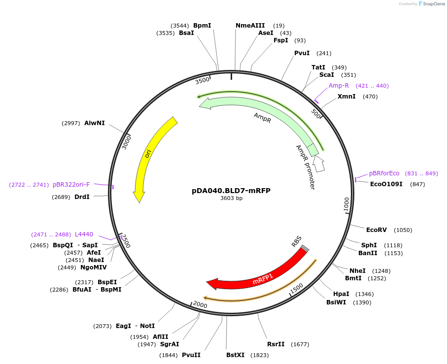206800-plasmid-map-sequence-id-409068