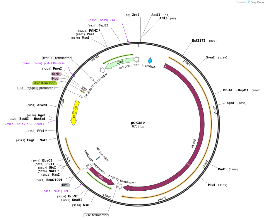 206791-plasmid-map-sequence-id-409069