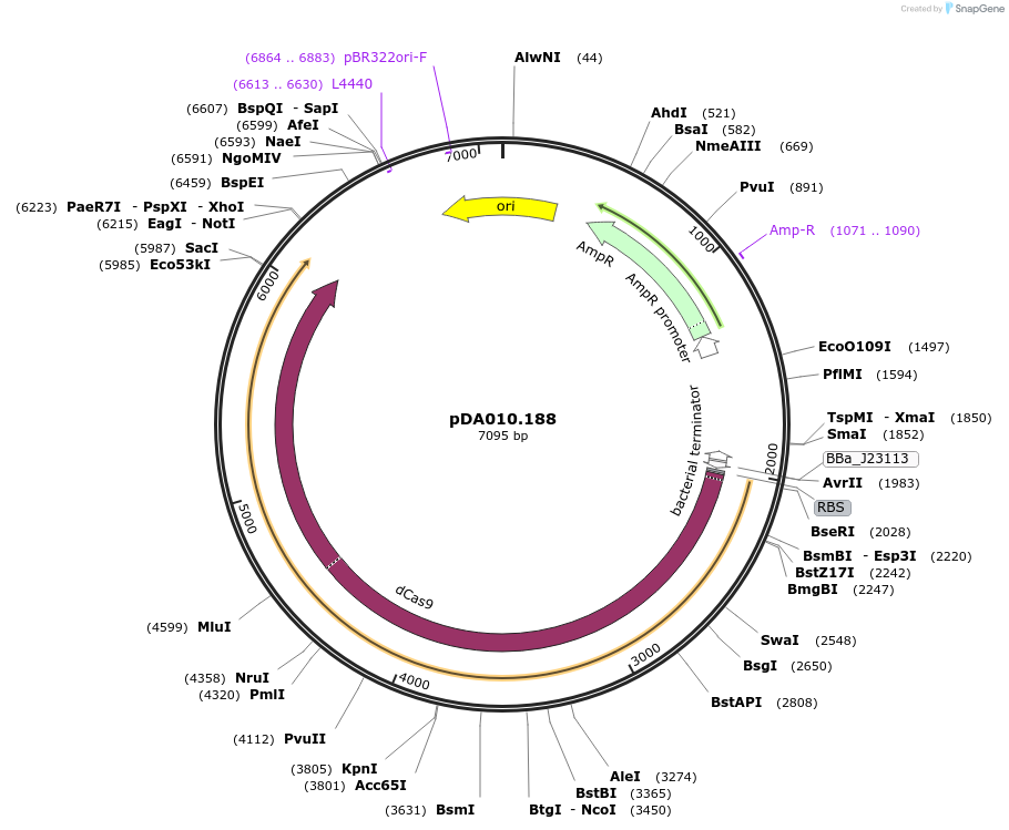 206792-plasmid-map-sequence-id-409070