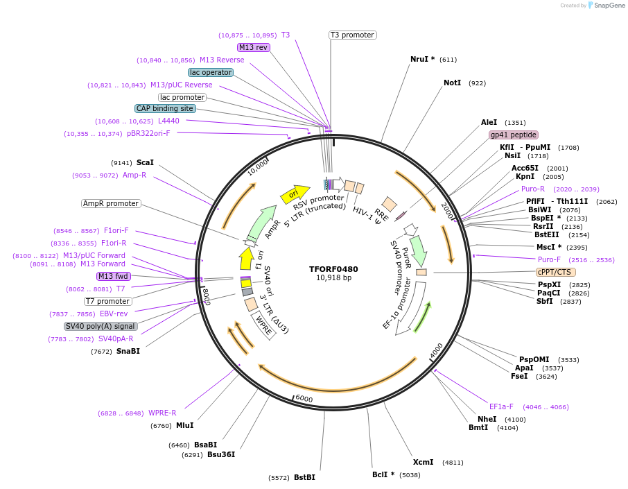 143705-plasmid-map-sequence-id-409081