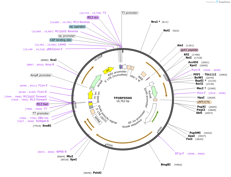 143709-plasmid-map-sequence-id-409093