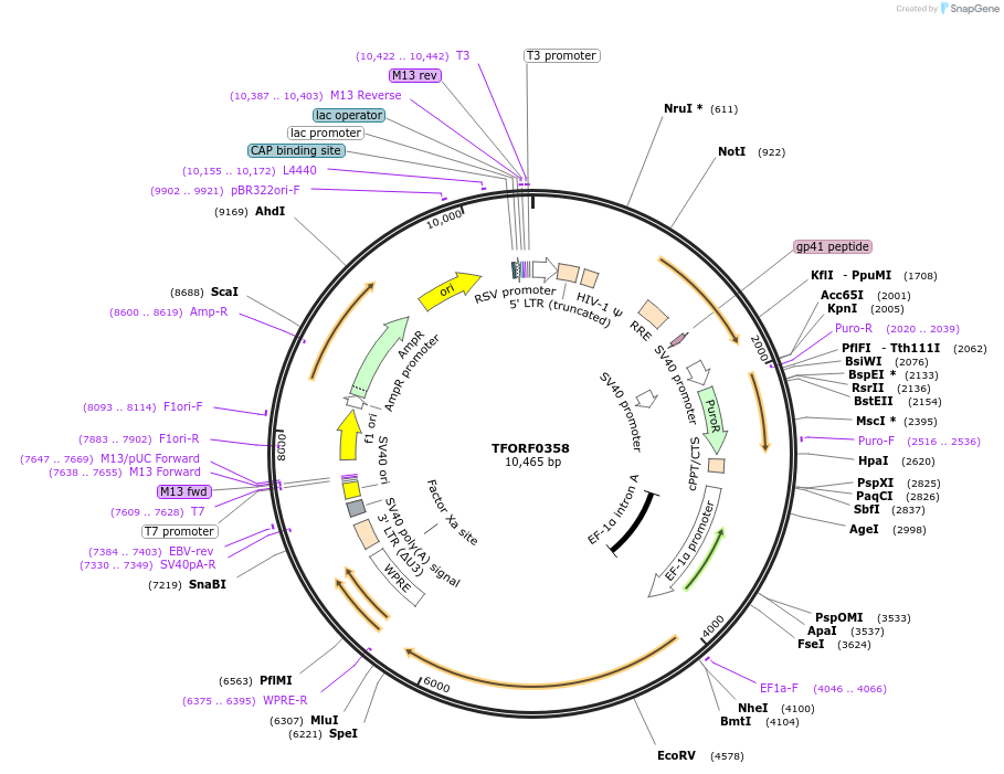 141588-plasmid-map-sequence-id-409096