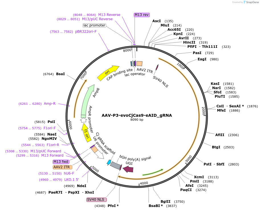 202562-plasmid-map-sequence-id-409105