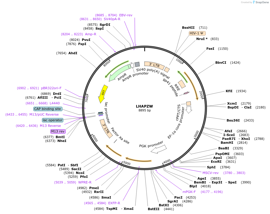 205676-plasmid-map-sequence-id-409113