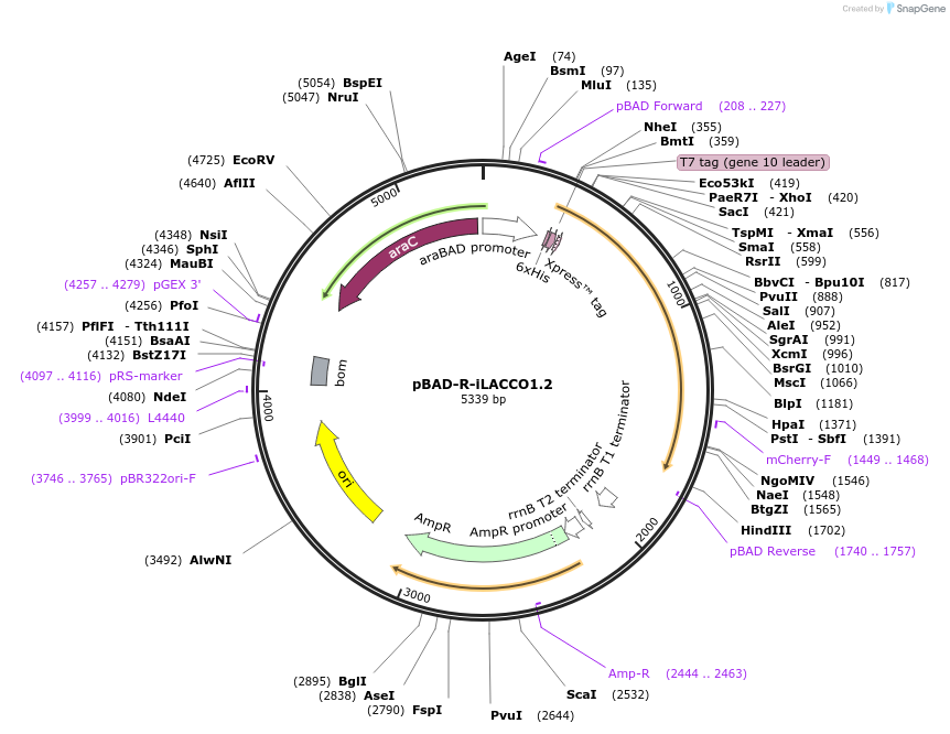 208021-plasmid-map-sequence-id-409127