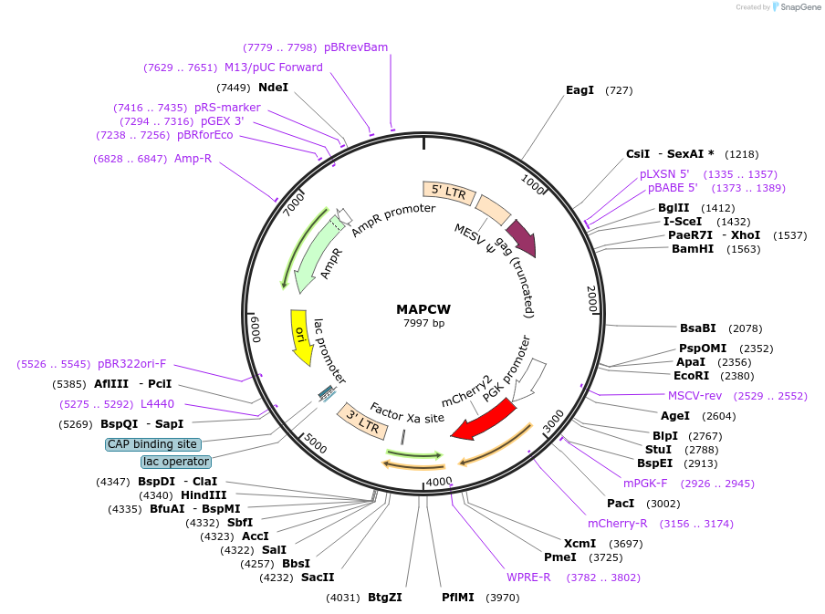 205700-plasmid-map-sequence-id-409133