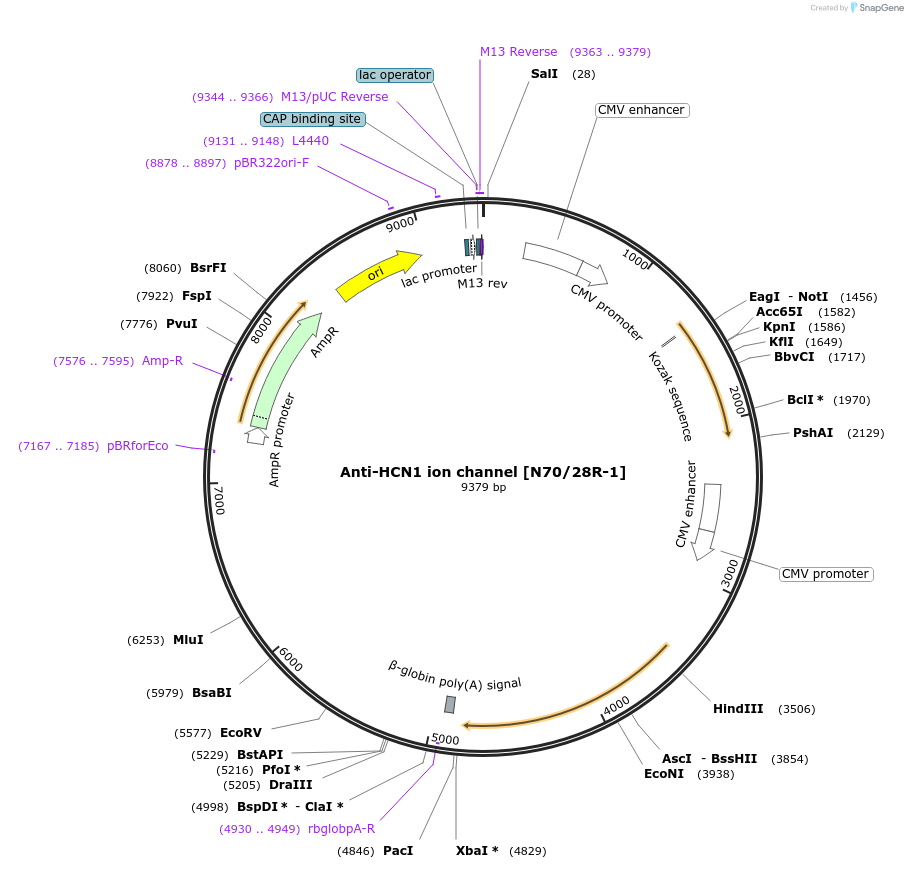 206718-plasmid-map-sequence-id-409134