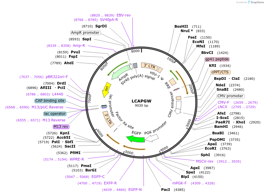 205642-plasmid-map-sequence-id-409135