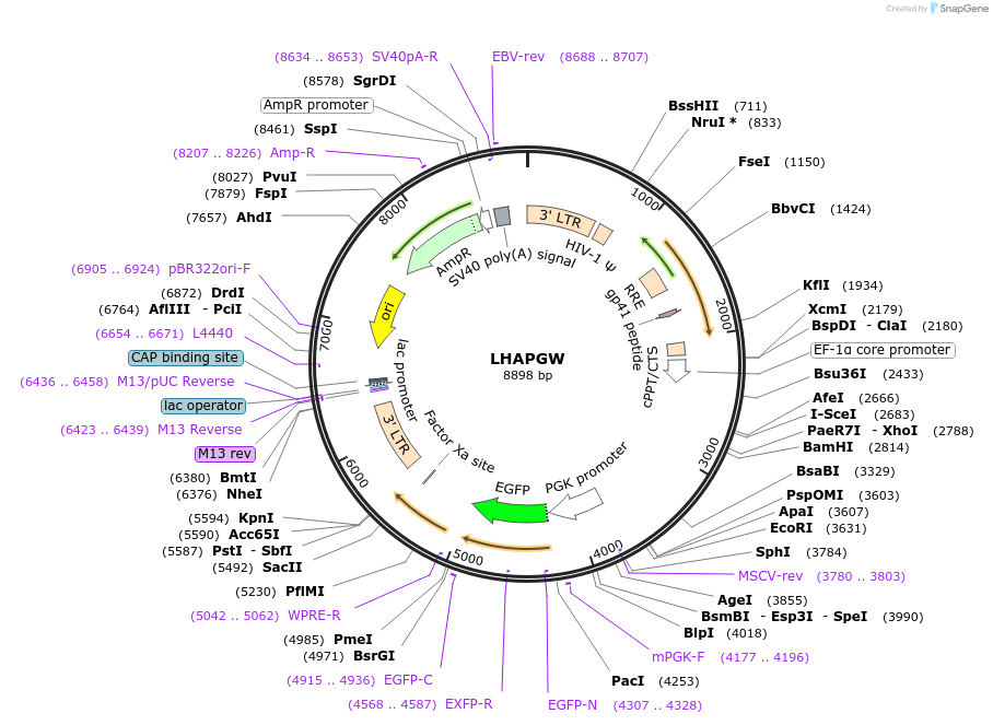 205678-plasmid-map-sequence-id-409138