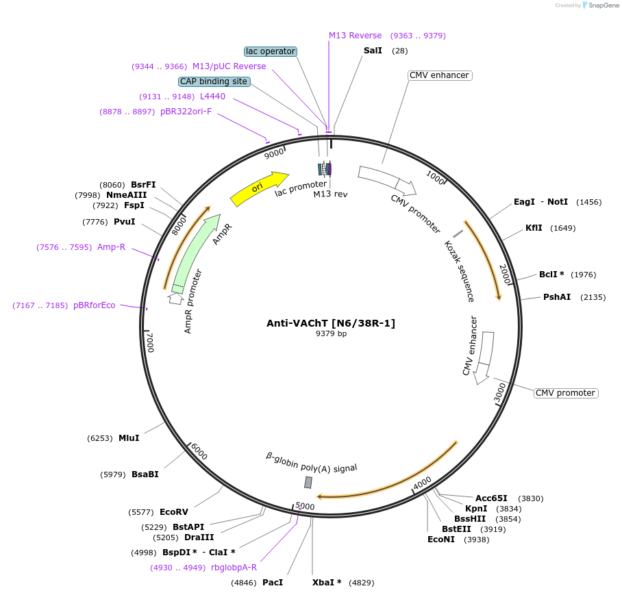206716-plasmid-map-sequence-id-409144