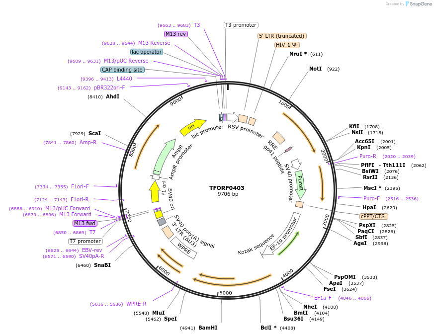141605-plasmid-map-sequence-id-409165