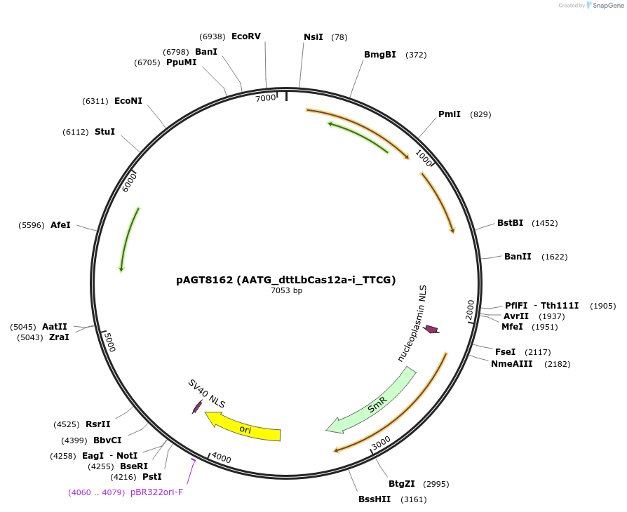 192350-plasmid-map-sequence-id-409180