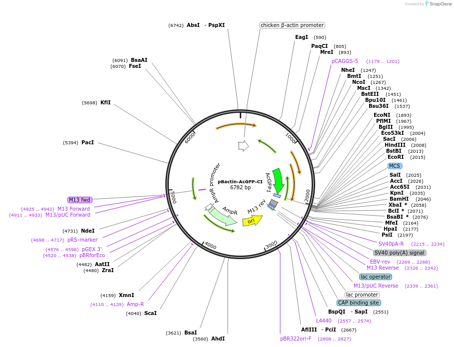 196849-plasmid-map-sequence-id-409183