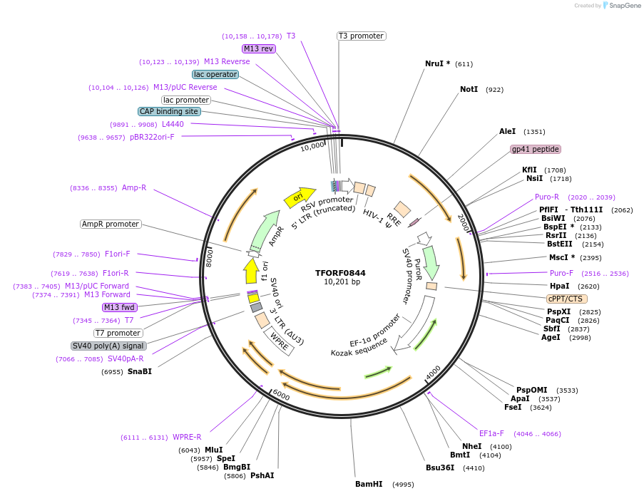 141730-plasmid-map-sequence-id-409191