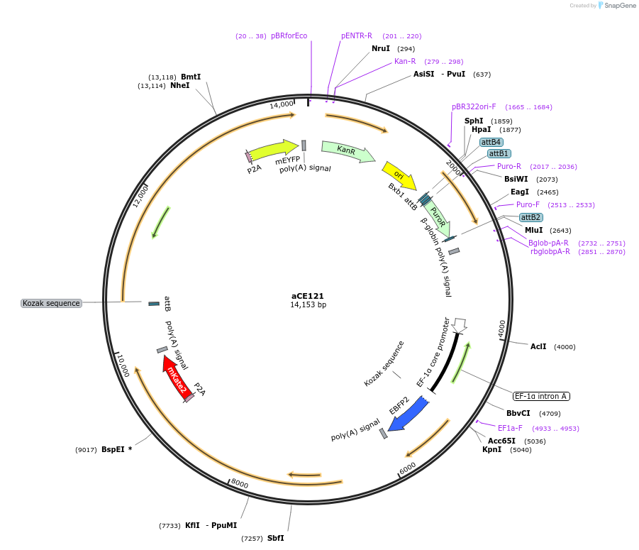 204492-plasmid-map-sequence-id-409196