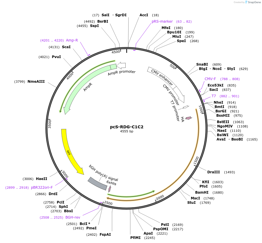 200163-plasmid-map-sequence-id-409210