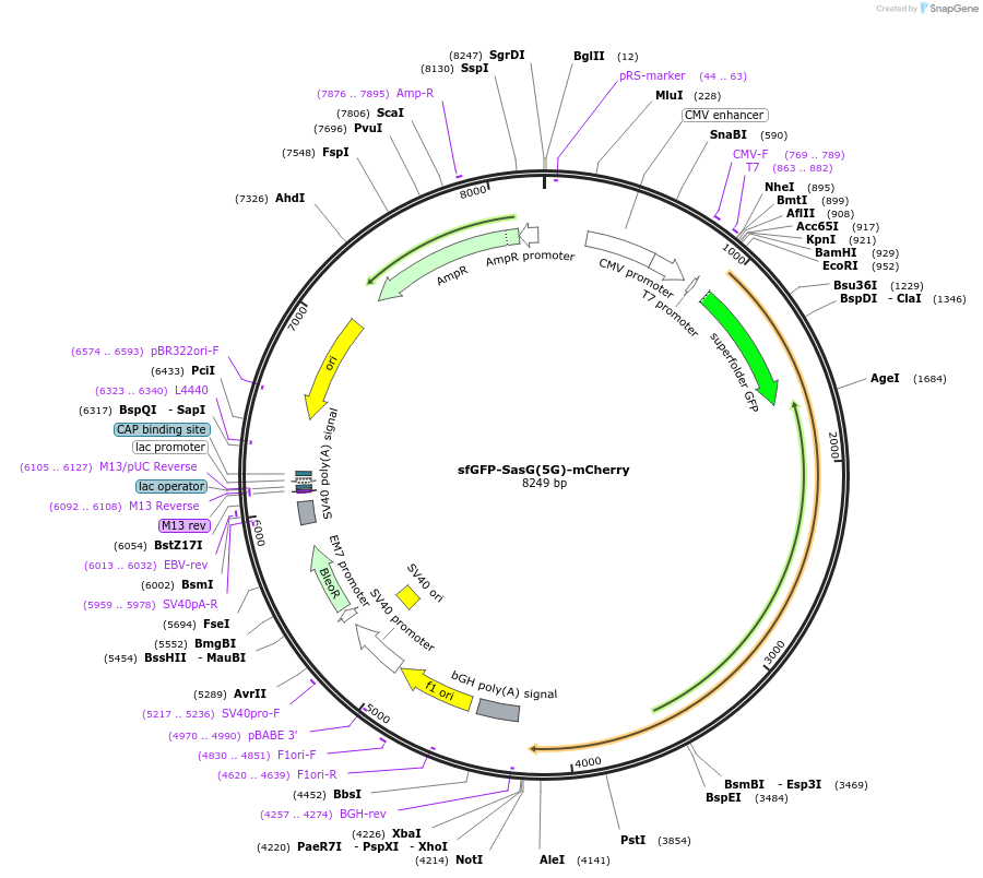206947-plasmid-map-sequence-id-409223