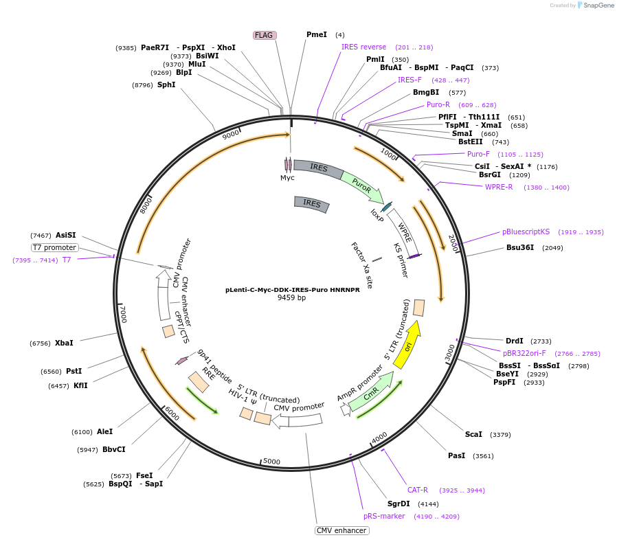 200730-plasmid-map-sequence-id-409225