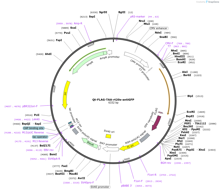 206955-plasmid-map-sequence-id-409231
